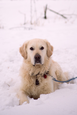 golden retriever i snö, [foto: mimmi mattsson, mire.se]